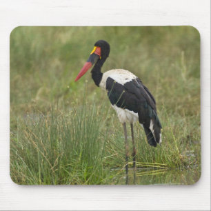 Mousepad África. Tanzânia. Cegonha-de-bico-vermelho macho