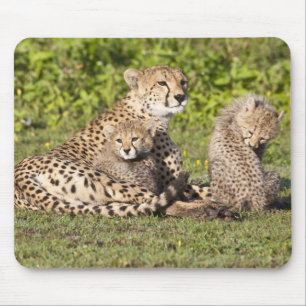 Mousepad África. Tanzânia. Mãe de guepardo e filhotes 2