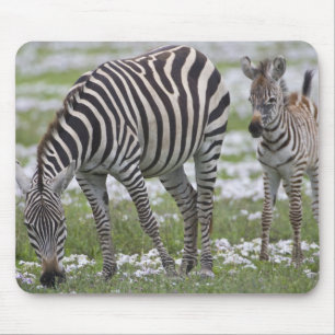 Mousepad África. Tanzânia. Mãe e cria de zebra