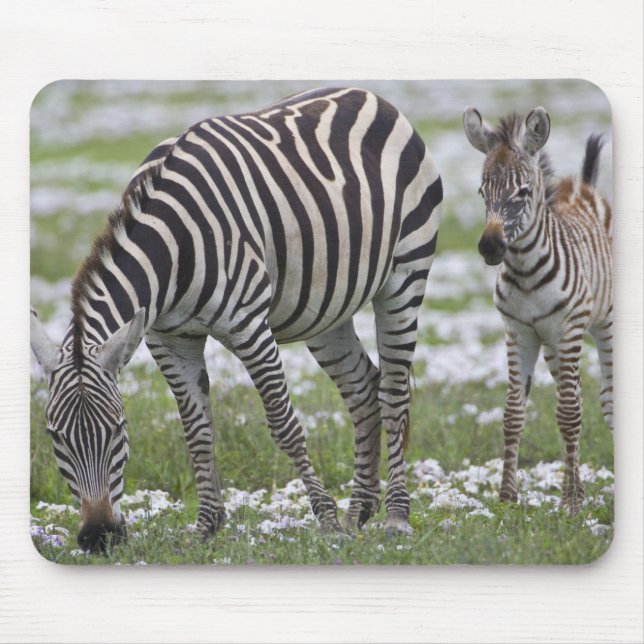 Mousepad África. Tanzânia. Mãe e cria de zebra (Frente)