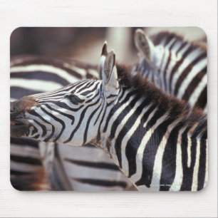 Mousepad África, Tanzânia, rebanho das zebras