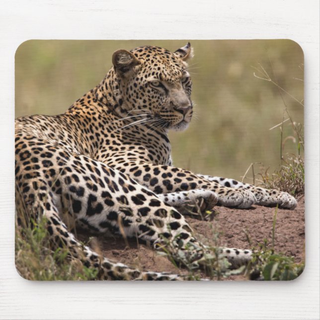 Mousepad África, Tanzânia, Serengeti. Leopardo (Frente)