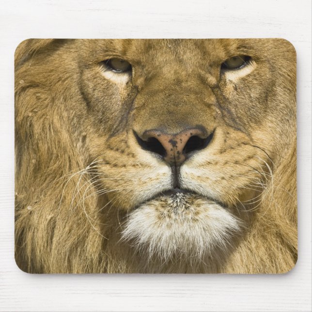 Mousepad African Barbary Lion, Panthera leo leo, um dos (Frente)