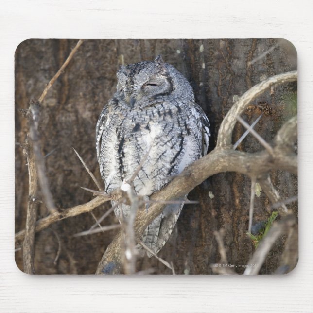 Mousepad African Scop-Owl, Kruger National Park, Sul (Frente)