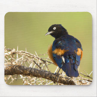Mousepad African Starling