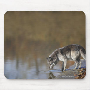 Mousepad Água potável do lobo de uma lagoa