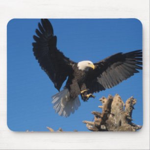 Mousepad águia americana, Haliaeetus leuccocephalus, pousan
