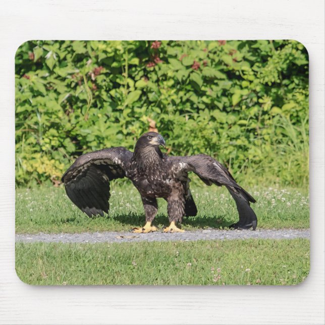 Mousepad Águia americana juvenil (Frente)