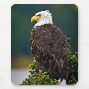 Mousepad Águia Bald Americana Perch