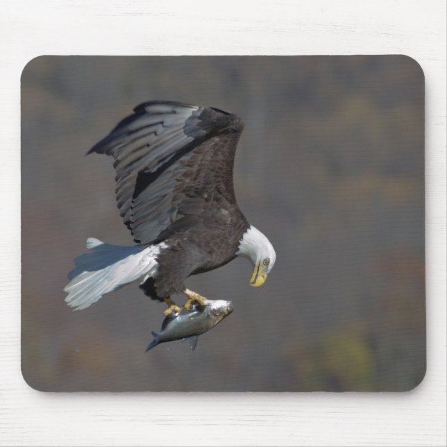Mousepad Águia Balda com um peixe (Frente)