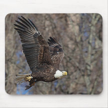 Águia-careca com um peixe-gato