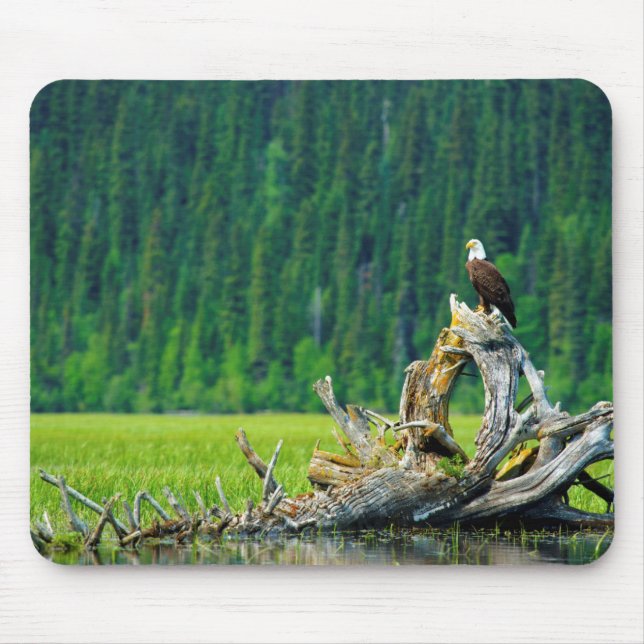 Mousepad Águia-careca Empoleirada No Galho (Frente)