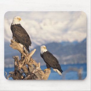 Mousepad águia-careca, Haliaeetus leuccocephalus, casal