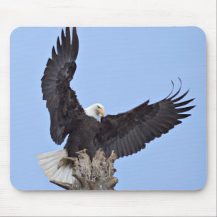 Mousepad Águia-careca (Haliaeetus leucocephalus) com asas