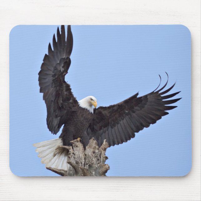 Mousepad Águia-careca (Haliaeetus leucocephalus) com asas (Frente)