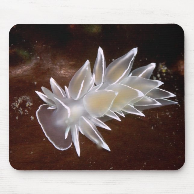 Mousepad Alabaster Nudibranch (Frente)