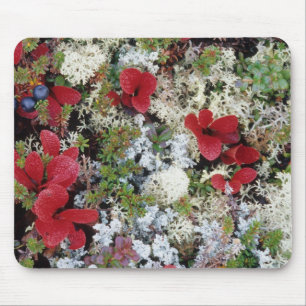 Mousepad Alasca, Parque Nacional Denali, a tundra ártica é