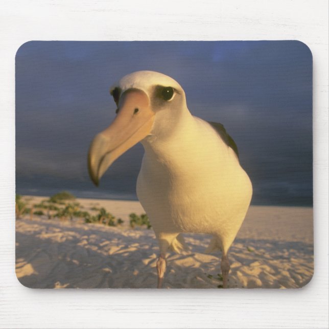 Mousepad Albatroz-de-laysan, Diomedea immutabilis), (Frente)
