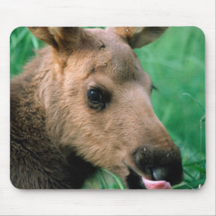 Mousepad alce, Alces alces, bezerro deitado na grama, Kenai