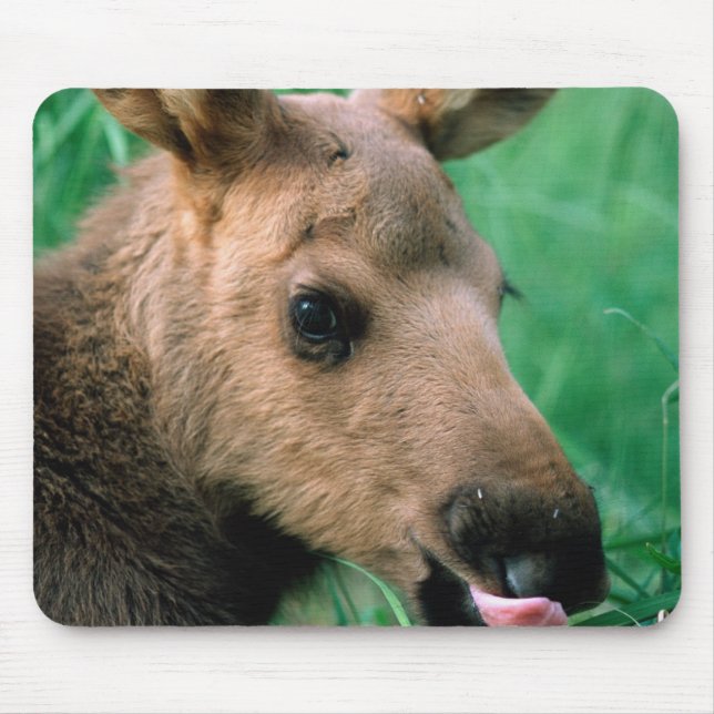 Mousepad alce, Alces alces, bezerro deitado na grama, Kenai (Frente)