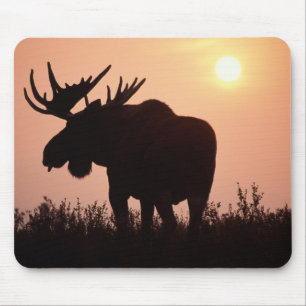 Mousepad alce, Alces alces, touro com grandes chifres,