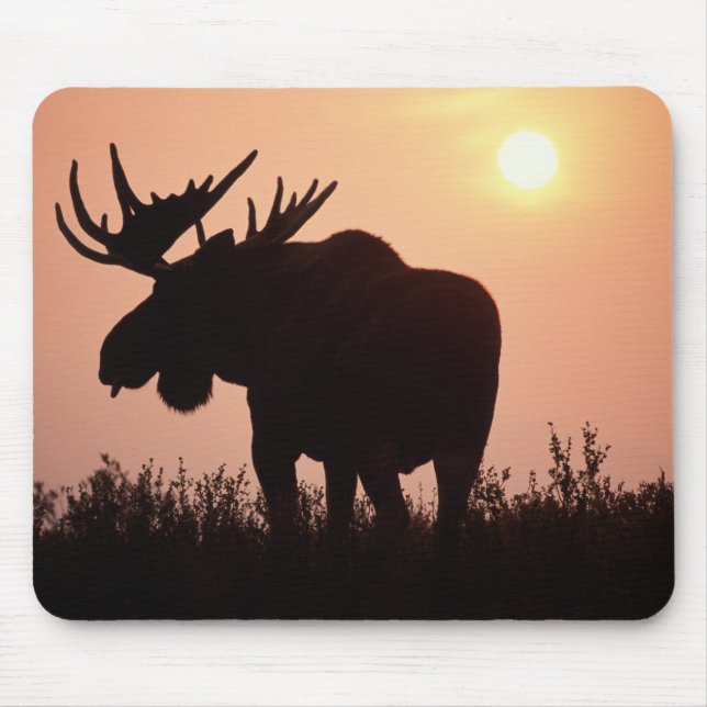 Mousepad alce, Alces alces, touro com grandes chifres, (Frente)