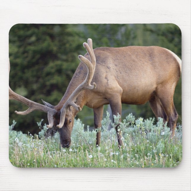 Mousepad Alce macho com chifres em veludo pastando (Frente)