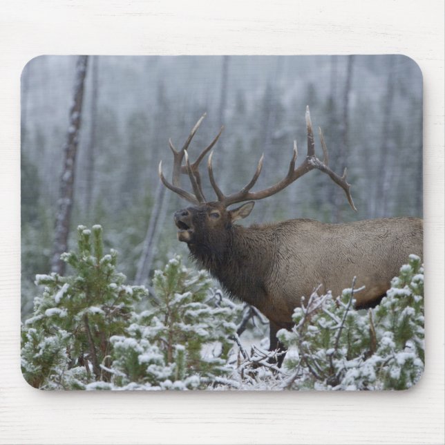 Mousepad Alce macho na neve chamando, buglando, Yellowstone (Frente)