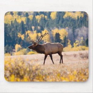 Mousepad Alce no Parque Nacional das Montanhas Rochosas, Co