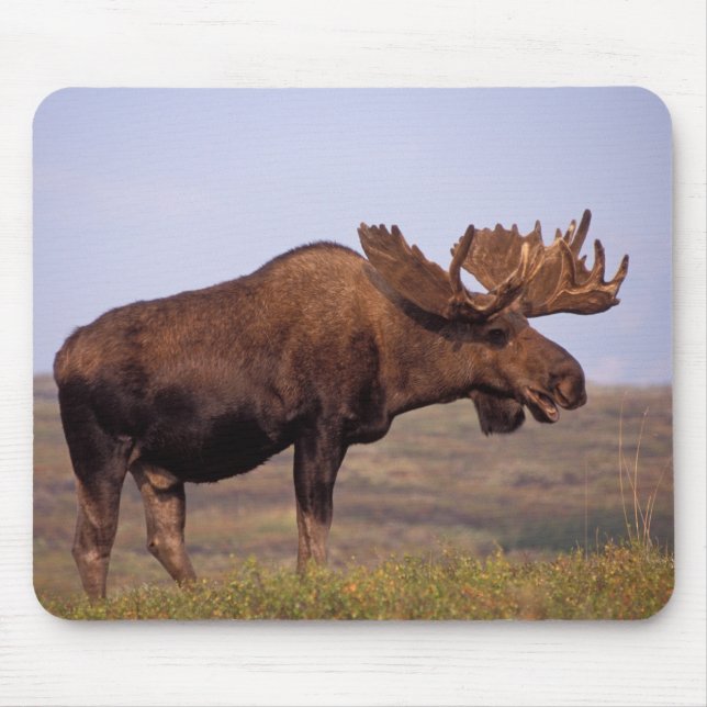 Mousepad alces alces alces, touro com grandes galhadas (Frente)