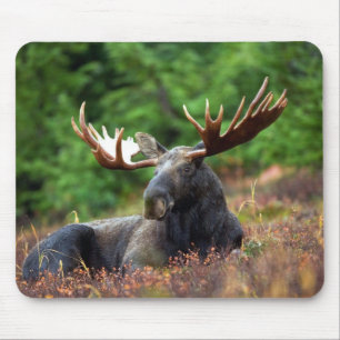 Mousepad Alces bonitos com antlers grandes