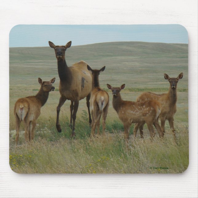Mousepad Alces e vitelas da vaca E44 (Frente)
