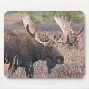 Mousepad Alces grandes de Bull