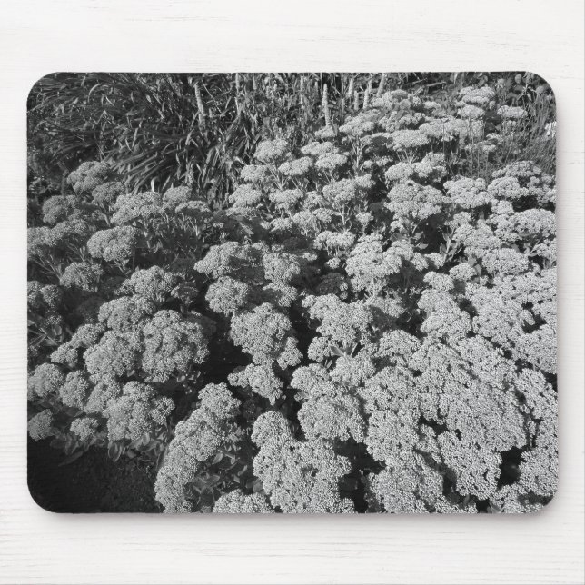 Mousepad Alegria de outono de Sedum (B&W) (Frente)