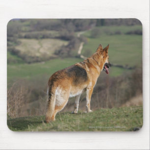 Mousepad Alemão Shephard que olha abaixo do monte