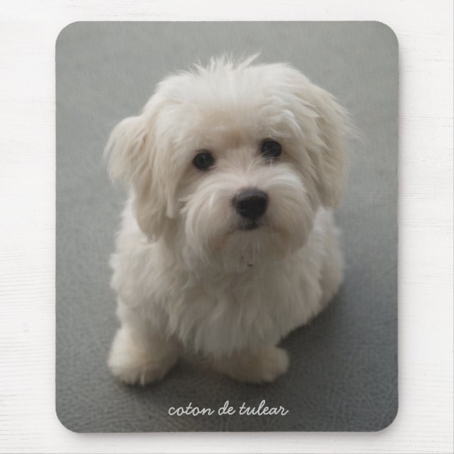 Mousepad Algodão de Tulear (Frente)