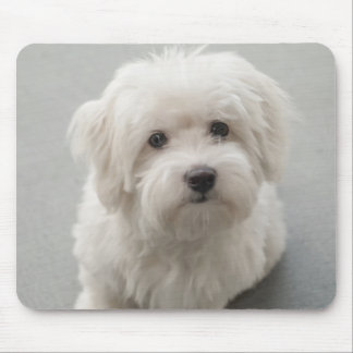 Mousepad Algodão de Tulear Filhote de cachorro de Maisie