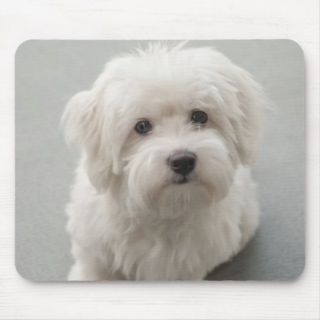 Mousepad Algodão de Tulear Filhote de cachorro de Maisie (Frente)