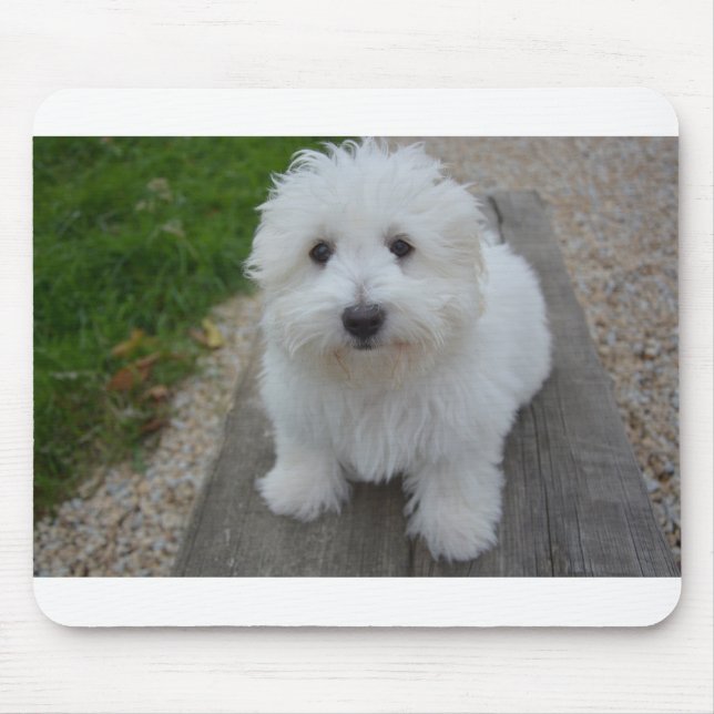 Mousepad algodão de tulear no banco (Frente)