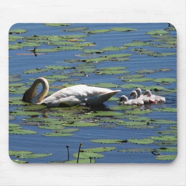 Mousepad Alimentação da cisne & dos Cygnets (Frente)