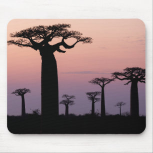 Mousepad Alley dos Baobás, Madagascar, Morondava, África,