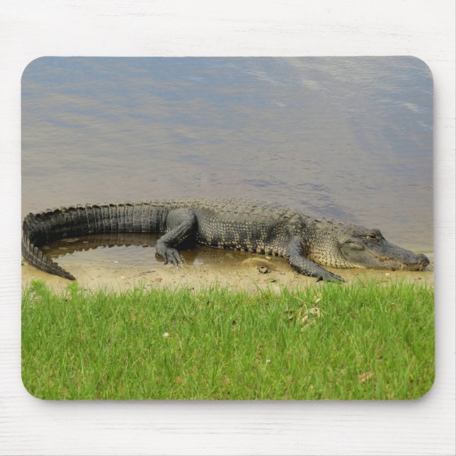 Mousepad Alligador americano - Nice e silencioso (Frente)
