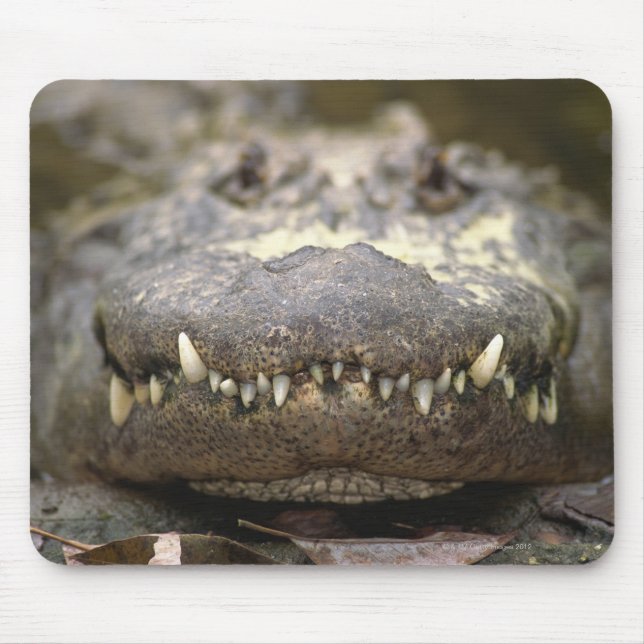 Mousepad Alligator americano (Frente)