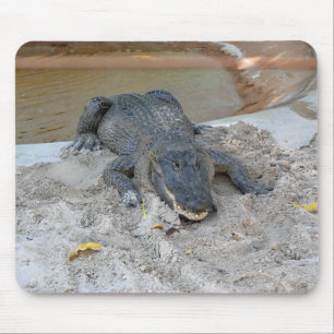 Mousepad Alligator, Fort Lauderdale, Flórida