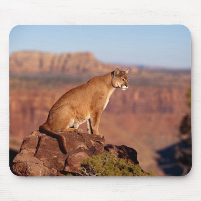 Mousepad Almofada de Rato Leão da Montanha (Frente)