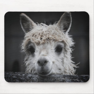 Mousepad Alpaca Curioso Tapete de Rato