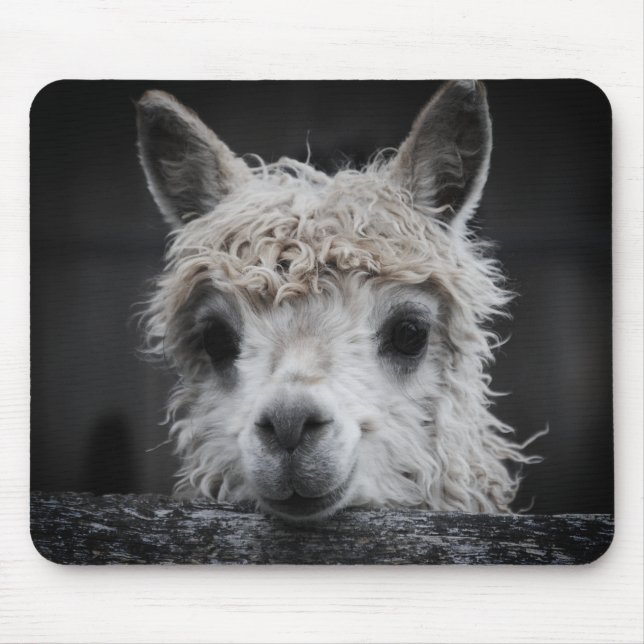 Mousepad Alpaca Curioso Tapete de Rato (Frente)