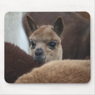 Mousepad Alpaca do bebê