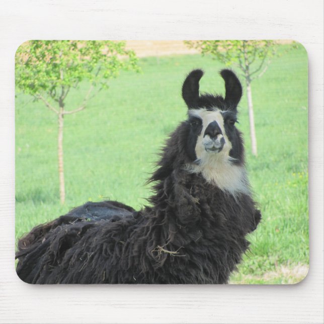Mousepad Alpaca, tapete do rato do lama (Frente)