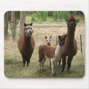 Mousepad Alpacas bonitos de Brown no jardim zoológico